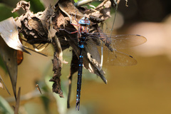 Rhionaeschna serrana