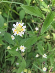 Lantana achyranthifolia