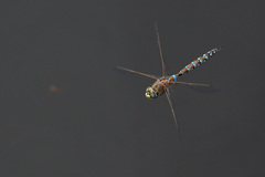 Rhionaeschna diffinis