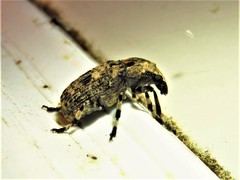 Euparius marmoreus