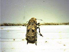 Euparius marmoreus