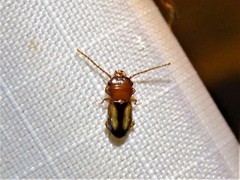 Laemophloeus terminalis