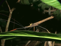 Pseudophasma bispinosum