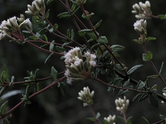 Chromolaena bullata