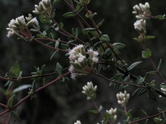 Chromolaena bullata