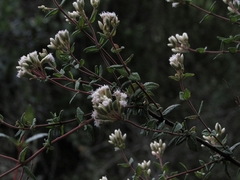 Chromolaena bullata