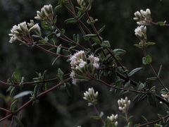 Chromolaena bullata