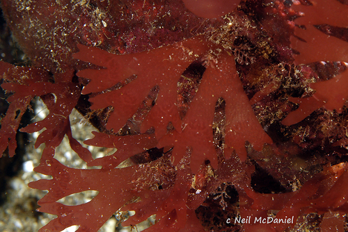 Fryeella gardneri