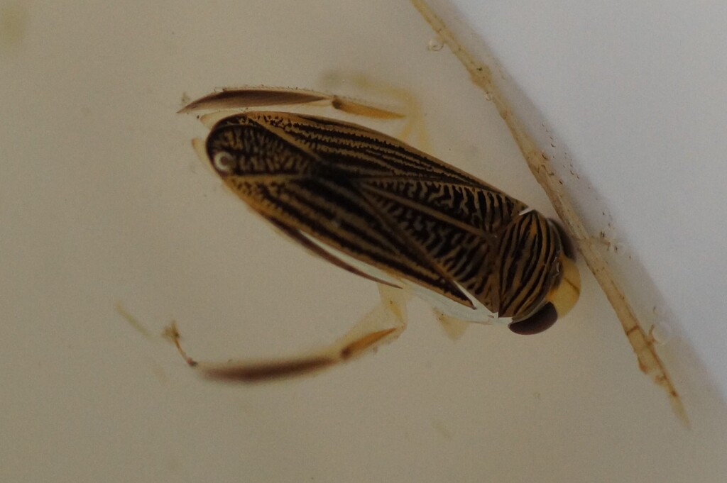 Sigara trilineata