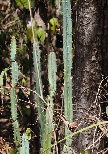Cereus phatnospermus (Cereus phatnospermus)