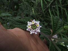 Lippia alba