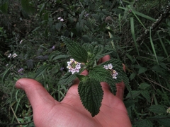 Lippia alba