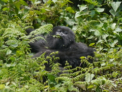 Gorilla beringei beringei