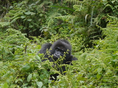 Gorilla beringei beringei