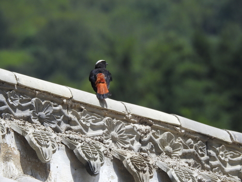 White-capped Redstart