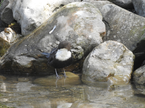 White-throated Dipper