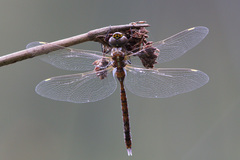 Rhionaeschna absoluta