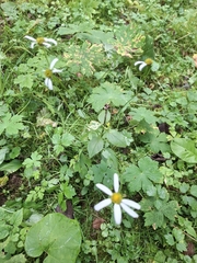 Roundleaf Oxeye (Leucanthemum rotundifolium)
