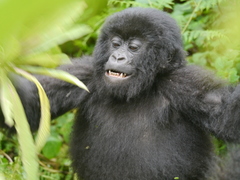 Gorilla beringei beringei