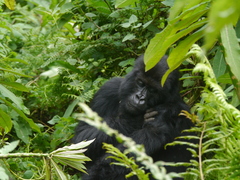 Gorilla beringei beringei