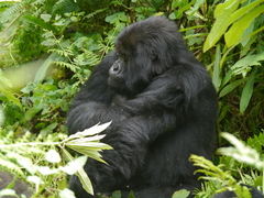 Gorilla beringei beringei