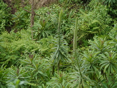 Lobelia