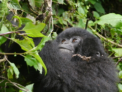 Gorilla beringei beringei