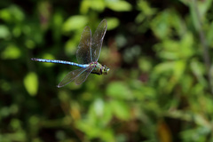 Anax tumorifer