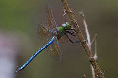 Anax tumorifer