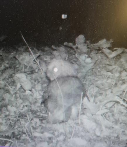 View observation of {o.common_name} on iNaturalist