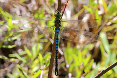 Anax tumorifer