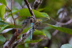 Anax tumorifer