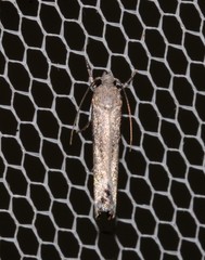 Xylorycta melaleucae