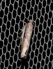 Xylorycta melaleucae