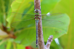Anax tumorifer