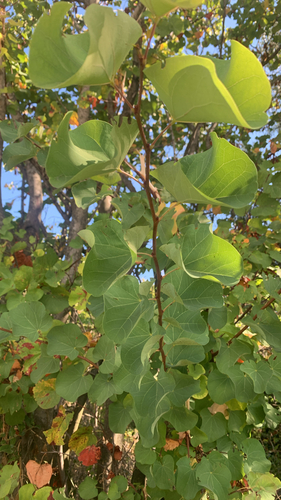 Judas-tree