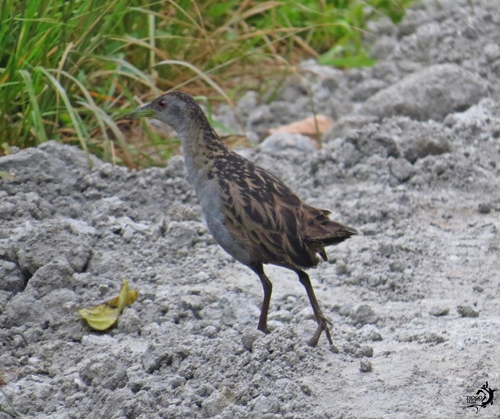 Ash-throated Crake (Mustelirallus albicollis), photo 8