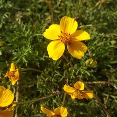 Bidens anthemoides