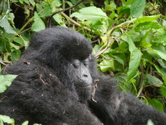 Gorilla beringei beringei