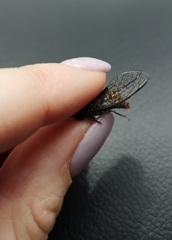 Atrapsalta furcilla