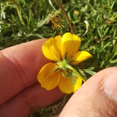 Bidens anthemoides