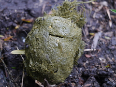 Gorilla beringei beringei