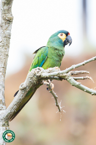 Blue-winged Macaw