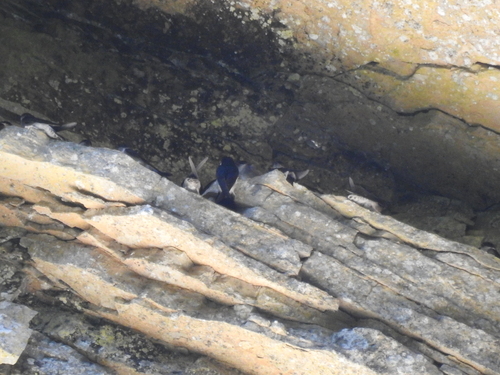 Asian House Martin