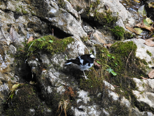 Little Forktail