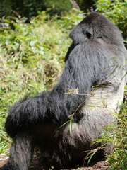 Gorilla beringei beringei