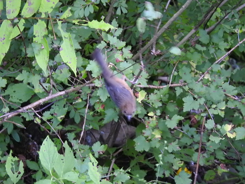Slaty Bunting