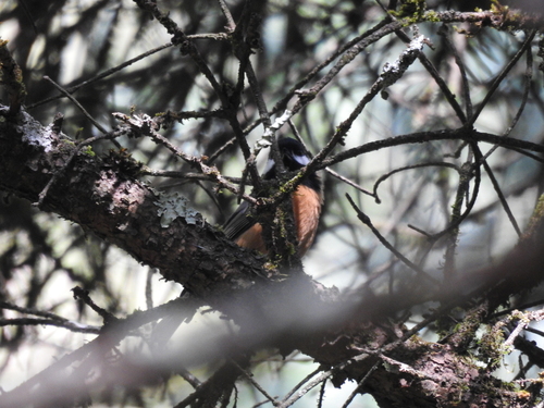 Père David's Tit