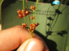 Juncus marginatus