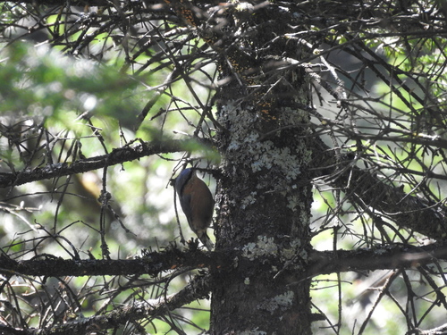 Eurasian Nuthatch